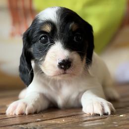 Polka - Piebald female Dachshund puppy in Pflugerville, Texas from Dream A Dream Dachshunds
