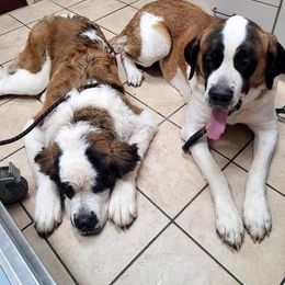 Saint Bernards from Hatch Kennel