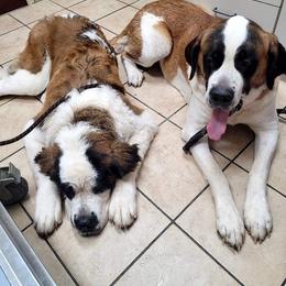 Saint Bernards from Hatch Kennel