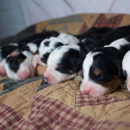 Male 1 - Tri-color male Bernedoodle puppy in Belgreen, Alabama from Scott’s Farm Poodles and Doodles