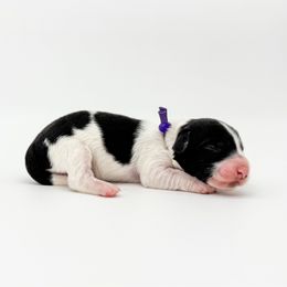 Astro - Piebald male Dachshund puppy in Waddell, Arizona from Neu Doxies