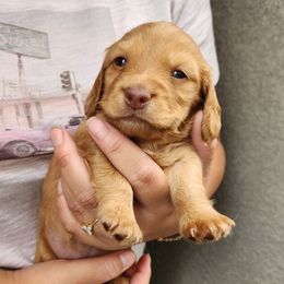 Umi - Red female Dachshund puppy in Artesia, California from Woodie Weens