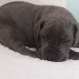 Sundance - Blue male Great Dane puppy in Leonard, Texas from Rising Star Kennels