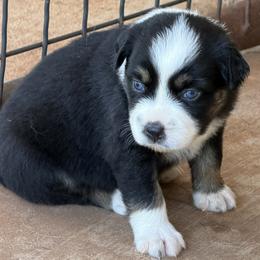 Fancy - Black tri-color female Australian Shepherd puppy in Tuscola, Texas from Cross Arrow K Awesome Aussies