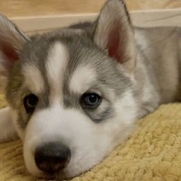 Siberian Husky Puppies from Maryland River