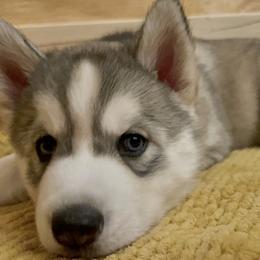 Siberian Husky Puppies from Maryland River