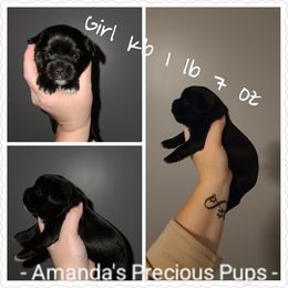 Girl 2 - Yorkshire Terrier puppy in Wartburg, Tennessee from Amanda's Precious Pups