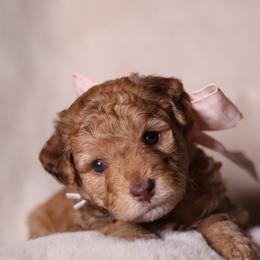Amara - Merle female Goldendoodle puppy in Forney, Texas from Diamond Doodle Pups and Poodles