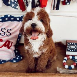 Bluey - Red  female Goldendoodle puppy in Mesa, Arizona from Pedersendoodles