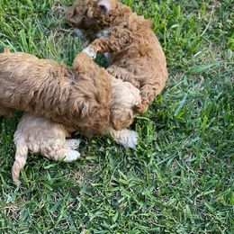 Maltipoo Puppies from Piper N Penny