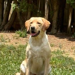 Lucy - Labrador Retriever