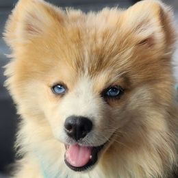 Lillipup - Merle Pomsky puppy in Sumter, South Carolina from Emerald Skies Pomskies