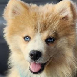 Lillipup - Merle Pomsky puppy in Sumter, South Carolina from Emerald Skies Pomskies