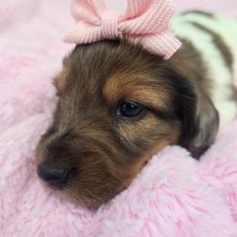Truffles - Dapple female Dachshund puppy in Riverdale, Utah from Behive Doxies