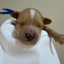 Blue collar - male - Apricot male Goldendoodle puppy in Cape Coral, Florida from Nay Nays Mini Doodles