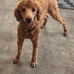 Louie - Red  male Poodle puppy in Casselberry, Florida from McIntosh Toy Poodles