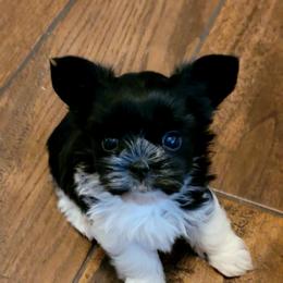 Maltese and Morkie Puppies from K and E Small Breed Puppies