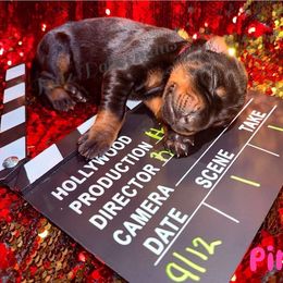 Pink - Black and rust female Doberman Pinscher puppy in Louisville, Kentucky from Ruiz Dobermans