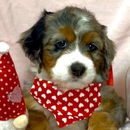 Cupid - Blue merle female Bernedoodle puppy in Pueblo, Colorado from Doodles of the Rockies