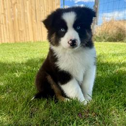 Sailor - Black tri-color male Australian Shepherd puppy in Heber City, Utah from Junipersdoodles