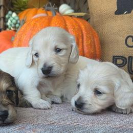 Auggie - Cream male Dachshund puppy in Ashford, Alabama from Circle City Dachshunds