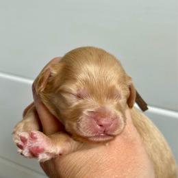 Brown Boy - Apricot male Goldendoodle puppy in Lowville, New York from DM Hilltop FURfamily