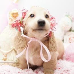 Goldilocks - Cream female Dachshund puppy in Big Rapids, Michigan from 30 Acre Woods Dachshunds