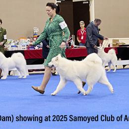 Samoyeds from Frostbourn Samoyeds