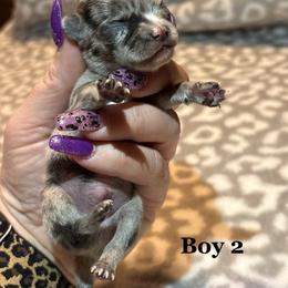 Jasper - Blue merle male Chihuahua puppy in Beckemeyer, Illinois from Guardian’s of the Chihuahuas