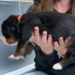 Orange Collar Female - Black rust and white female Bernese Mountain Dog puppy in Bristol, Tennessee from Holston Hollow Farm