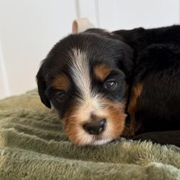 Bernedoodle, Cavapoo, Havanese, and Havapoo Puppies from Lady Paws Puppies - Cassie