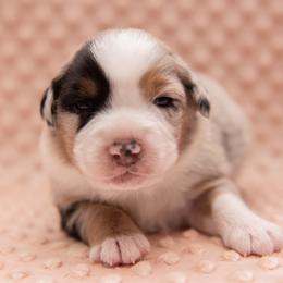 Lestat - Blue merle male Miniature Australian Shepherd puppy in Lacombe, Louisiana from Indigo River Aussies