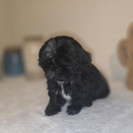 Charlotte - Black female Shih Tzu puppy in Kings Mountain, North Carolina from Britany's Shih Tzus