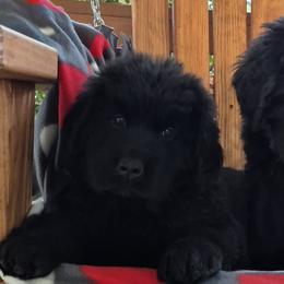 Newfoundland Puppies from Lucky Stone Farm Newfoundlands