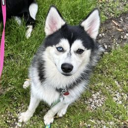 Bliz - Pomsky