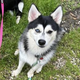 Bliz - Pomsky