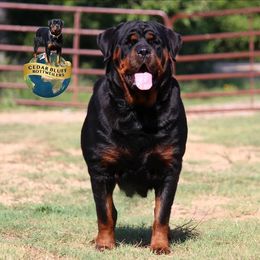 Shayla - Rottweiler