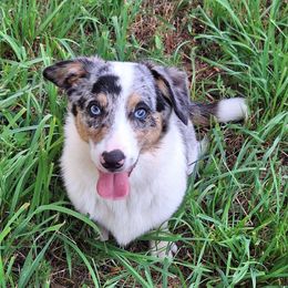 Ollie - Blue male Companion Cross puppy in Fairview, South Dakota from Dakota Toy Aussies