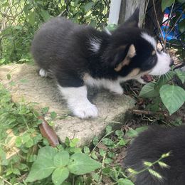 American Corgi and Pembroke Welsh Corgi Puppies from Swell Corgis