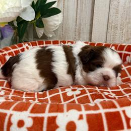 Daniel - Red and white male Shih Tzu puppy in Glens Falls, New York from Shih Tzus N Giggles