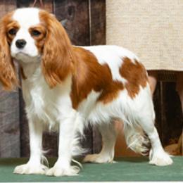 Cavalier King Charles Spaniel Puppies from Kingslee Cavaliers