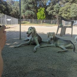 Saluki Puppies from Sahar Paz Salukis