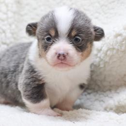 American Corgi, Cardigan Welsh Corgi, and Pembroke Welsh Corgi Puppies from Diamond Corgis