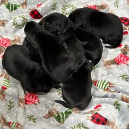 Boy pick 3 - Black male Labrador Retriever puppy in Mount Olive, Mississippi from 3 King Kennels
