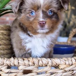 Miniature Australian Shepherd and Toy Australian Shepherd Puppies from Outland Toy & Mini Aussies