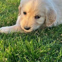 Golden Retriever and Labrador Retriever Puppies from Abels Envy Retrievers