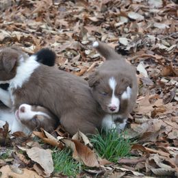 Border Collie Puppies from Platts Hill Border Collies