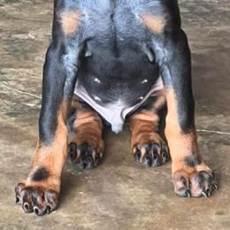 Doberman Pinscher and Labrador Retriever Puppies from Mississippi K9 Kennel