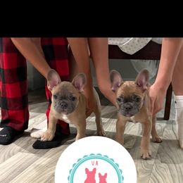 French Bulldog Puppies from Lakeview Frenchies