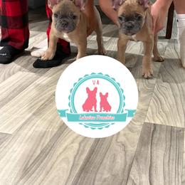 French Bulldog Puppies from Lakeview Frenchies